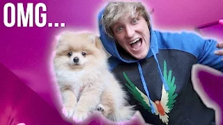 I JUST BOUGHT A PUPPY! **not clickbait**