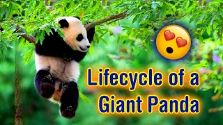 The lifecycle of a Giant Panda