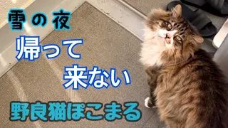 雪の降る夜 帰って来ない野良猫ぽこまる😢