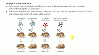 Molecular Genetics Lect 1