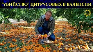 Жизнь в Испании. Цитрусовый ужас!