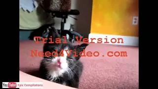 Epic Funny Cats   Cute Cats Compilation   60 minutes!! HDHQ   90