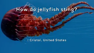 How do jellyfish sting?