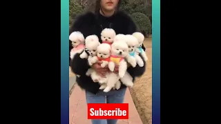 Tik Tok Chó Phõc Sóc Mini 😍 Funny and Cute Pomeranian #202