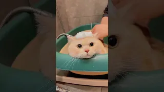 Cat Bathing In Bathtub 🛁