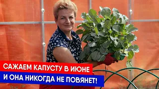 Сажаем капусту в июне, и она никогда не повянет!