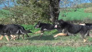 Schäferhunde gerader Rücken