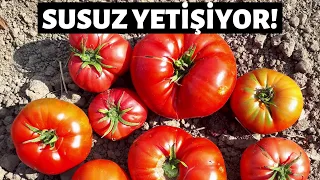 SUSUZ YETİŞEN SEBZELERİN SIRRINI ANLATTIK