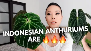 12 anthuriums to add to your wishlist (indo edition!) ✍🏻