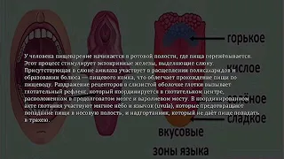 Пищеварение в ротовой полости Щербакова ОП211