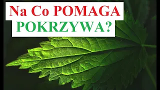 Na co Pomaga POKRZYWA