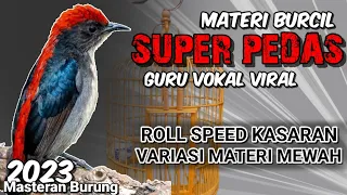 MATERI BURCIL SUPER PEDAS || SUARA BURUNG Kecil FULL Tembakan Kasar - VARIASI MEWAH