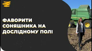 🌻НАШІ ФАВОРИТИ ГІБРИДІВ СОНЯШНИКА🌻 ІЗ ДОСЛІДНОГО ПОЛЯ GROWEX