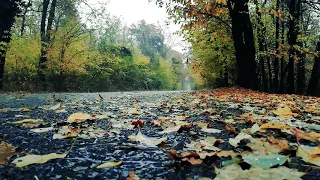 💆‍♂️ЗВУКИ ДОЖДЯ |1hour of rain| 💆‍♀️Relaxing Sound of Rain|💆‍♂️ | 💆‍♀️1 час релаксации