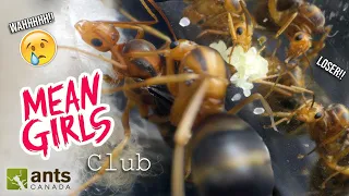 My Queen Ants Formed a "Mean Girls" Club | The Queen Ant Sorority