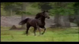 Adventures of the Black Stallion End Credits