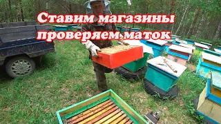 КОГДА СТАВИМ МАГАЗИННЫЕ НАДСТАВКИ ПОД МЁД, РЕЗУЛЬТАТ ПРИЁМА МАТОК