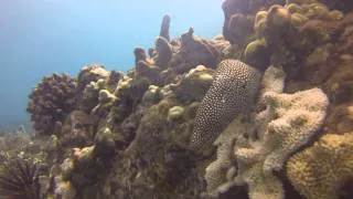 Ulua Beach Dive (Maui - Hawaii)