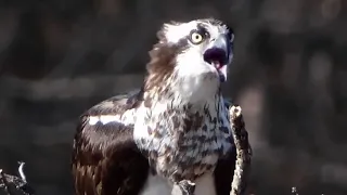 Osprey call sound & flying | Bird