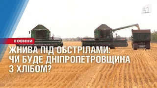 Жнива під обстрілами: чи буде Дніпропетровщина з хлібом?