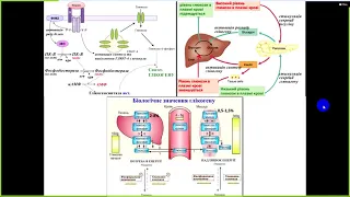 Біохімія печінка 1 частина