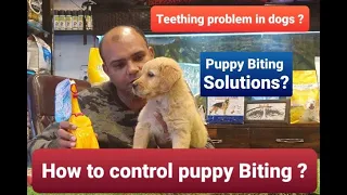 How to Control /Train your Puppy to stop Biting? | By Baadal Bhandaari | Pathankot Punjab 9878474748