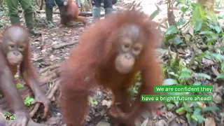 THREE NEW ORANGUTAN BABIES RESCUED