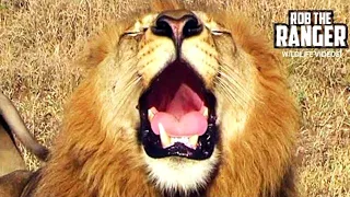 Wild Lion Roars | African Safari Spectacle