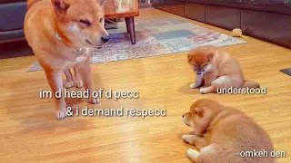 He teachin his pups a lesson / Shiba Inu puppies (with captions)