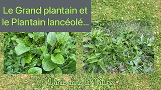 Reconnaître le Grand plantain et le Plantain lancéolé