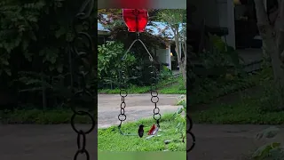 DIY Hummingbird Ring Swing Feeder with Ant Moat #nature #birds #birdwatching