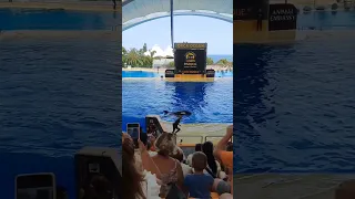 maravilloso show con la orca echando agua al público en Loro Parque #Tenerife