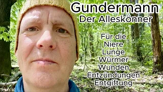 Gundermann, Gundelrebe der "Fast" Alleskönner–Essbares Wildkraut & Heilpflanze in der Kräuterkunde