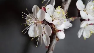 Spring: A Time-Lapse Video of Apricot Flowers Blooming