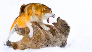 15 Animals That Could Kill a Wolf