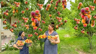 Mix of Harvesting Fresh PEACHES and Making Peach Juice and Pie and Delicious Recipes