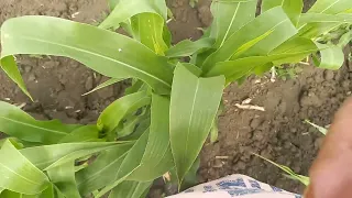 состояние кукурузы через 2 недели после того как подкормил жидким способом