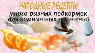 Натуральные подкормки для комнатных растений