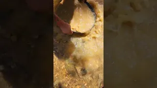 🏞 Love the creek - Gold Panning #goldpanning #gold #adventure