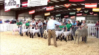 4-H Sheep Showmanship