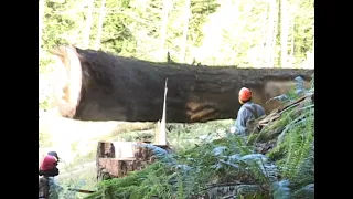 B.C. Tree Fallers