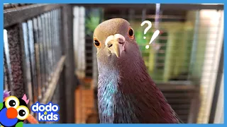 Pigeon's Favorite Place Is On His Human's Head | It's Me! | Dodo Kids