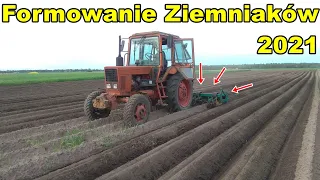 Formowanie Ziemniaków 2021 | MTZ 82 + Formownica Remprodex | Mocznik pod formierz