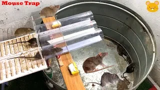 Mouse Trap with Big box | DIY make A Mouse Trap Homemade | Idea Mouse Trap | Stupid mouse trap