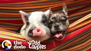 Dog And Pig Are The Cutest, Closest Brothers Ever | The Dodo Odd Couples