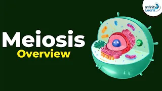 Overview of Meiosis | Don't Memorise