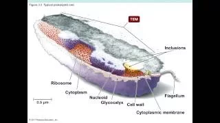 Microbiology Chapter 3 Cell Structure and Function 8.28.16