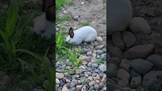 În aiar liber🐇🐇🐇