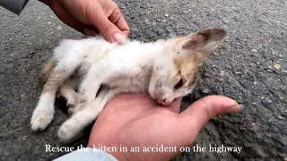Rescue a kitten after an accident on the highway. God's miracle saved the kitten
