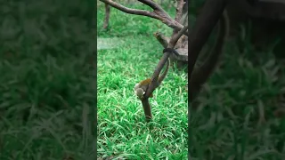 Monkey video #monkey #funny #funnymonkey #wildlife #wildanimals #animals #shorts #youtubeshorts